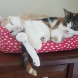 Entry image for Creamsicle and Pebbles