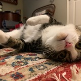 Entry image for Pretzel