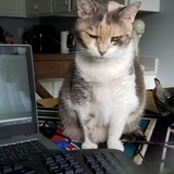 Entry image for Calle 