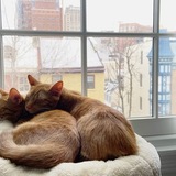 Entry image for Molly and Arthur