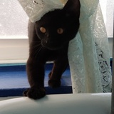 Entry image for Sage