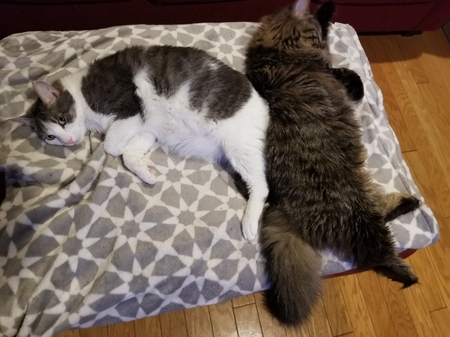 Entry image for Crackle and Roman