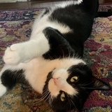 Entry image for Sebastian (sea bass)