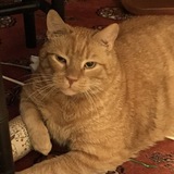 Entry image for Harley