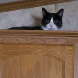 Entry image for Smokey