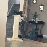 Entry image for Oliver and Copper