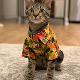 Entry image for Finn