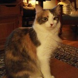 Entry image for Jessie