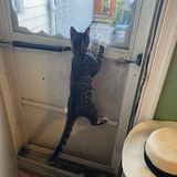 Entry image for Ozzie