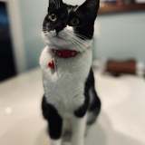 Entry image for Maisy