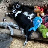 Entry image for Kimchi and Sake