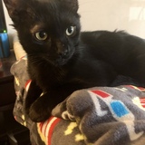 Entry image for Mochi