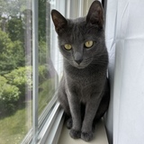 Entry image for Luna