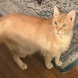 Entry image for Puma aka Jake