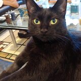 Entry image for Evening