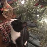 Entry image for Bennett