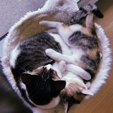 Entry image for Azula and Georgie