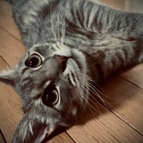 Entry image for Pepper