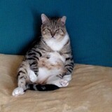 Entry image for Big Bob