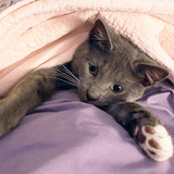 Entry image for Trixie (formerly known as Sheeba)