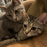 Entry image for Lulu and Tabitha