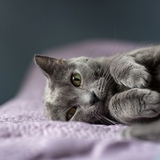 Entry image for Lark