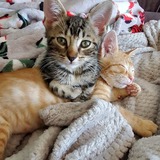 Entry image for Buddy and Jovie