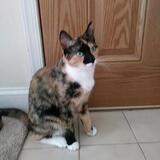 Entry image for Pennie