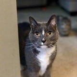 Entry image for Fritz