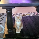 Entry image for Jasper 