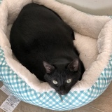 Entry image for Art (Arthur)