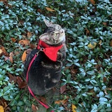 Entry image for Amelia