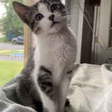 Entry image for Bella