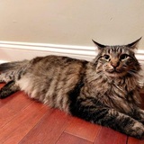 Entry image for Growley