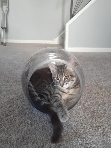 Entry image for Hank. Clicking this image will show a larger photo