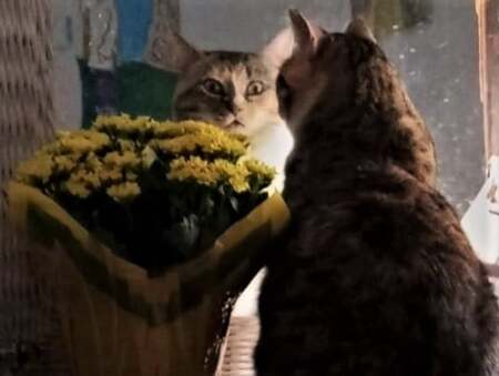 Entry image for Lollipop. Clicking this image will show a larger photo