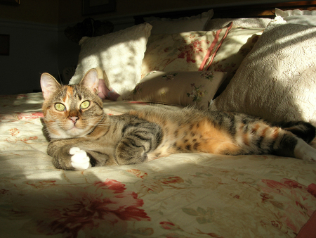 Entry image for Chloe. Clicking this image will show a larger photo