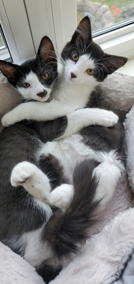 Entry image for Taco & Dahlia. Clicking this image will show a larger photo