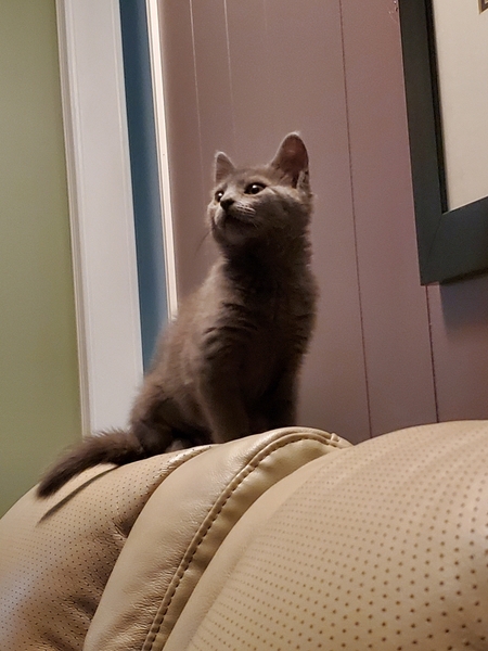 Entry image for Mila. Clicking this image will show a larger photo