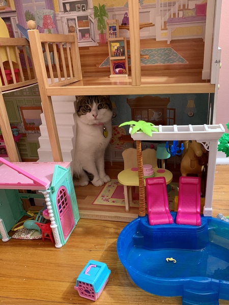 Entry image for Sassy. Clicking this image will show a larger photo