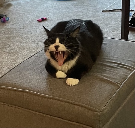 Entry image for Bobby McGee. Clicking this image will show a larger photo