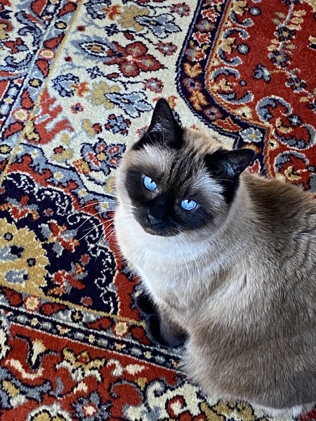 Entry image for Diana. Clicking this image will show a larger photo