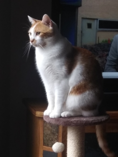 Entry image for Creamsicle. Clicking this image will show a larger photo