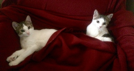 Entry image for Ryder & Rayne . Clicking this image will show a larger photo