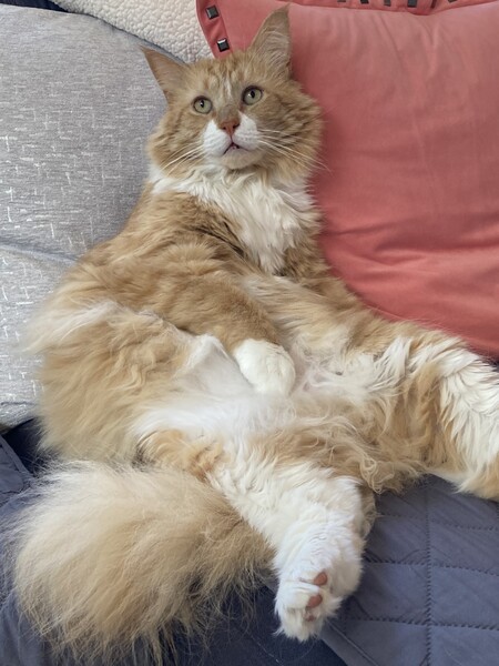 Entry image for Malone. Clicking this image will show a larger photo