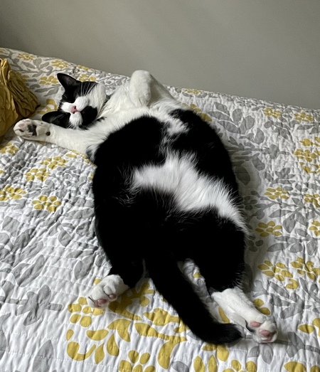 Entry image for Ollie. Clicking this image will show a larger photo