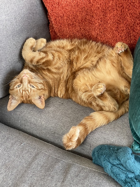 Entry image for Gryphon. Clicking this image will show a larger photo