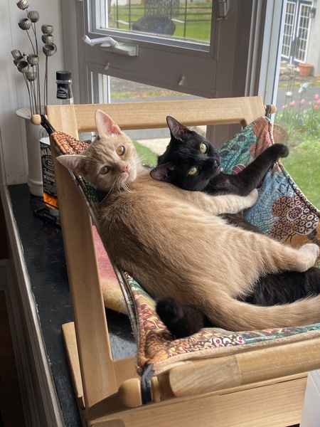 Entry image for Coco & Krimpet. Clicking this image will show a larger photo