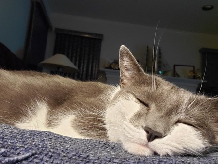 Entry image for Obi. Clicking this image will show a larger photo