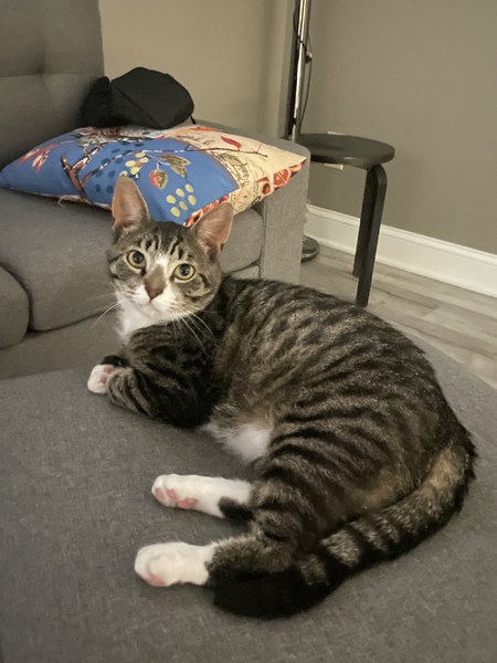 Entry image for Monkey . Clicking this image will show a larger photo